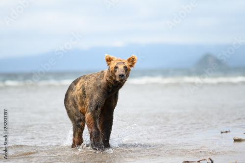 Rządząc krajobrazem, niedźwiedzie brunatne Kamczatki (Ursus arctos beringianus)