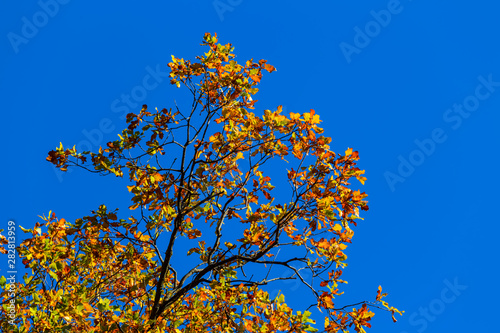 red oak autumn tree on a blue sky background
