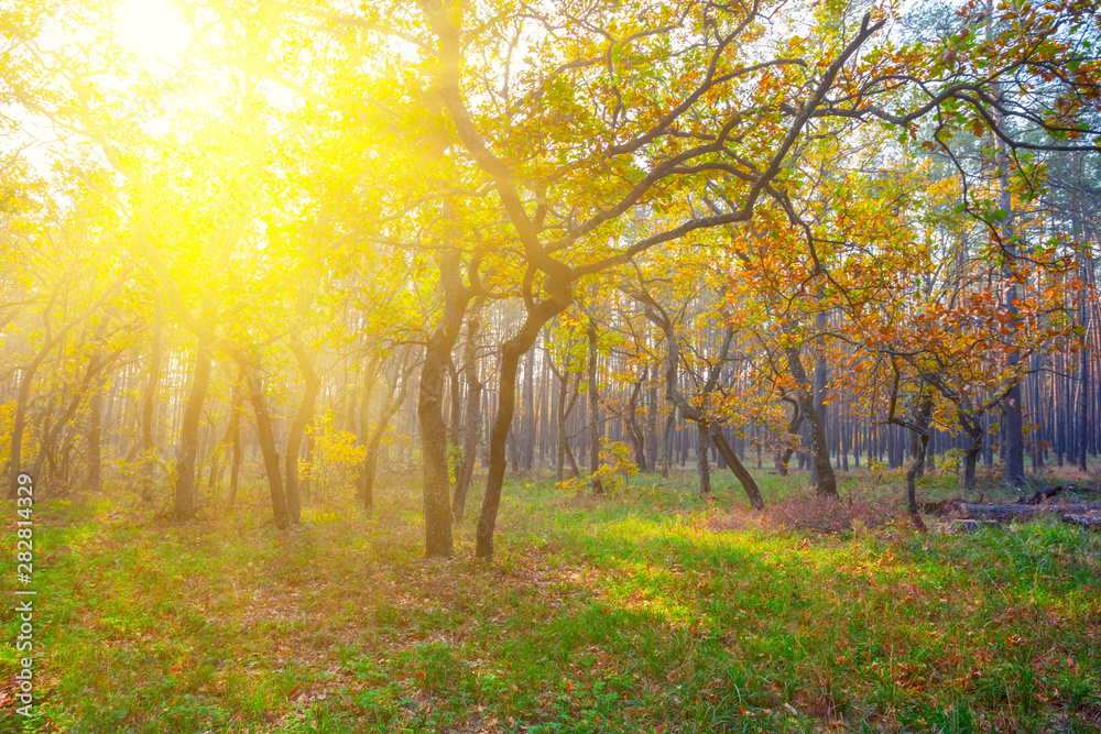 beautiful autumn outdoor scene, red forest in a rays of sun beautiful autumn outdoor scene, red forest in a rays of sun