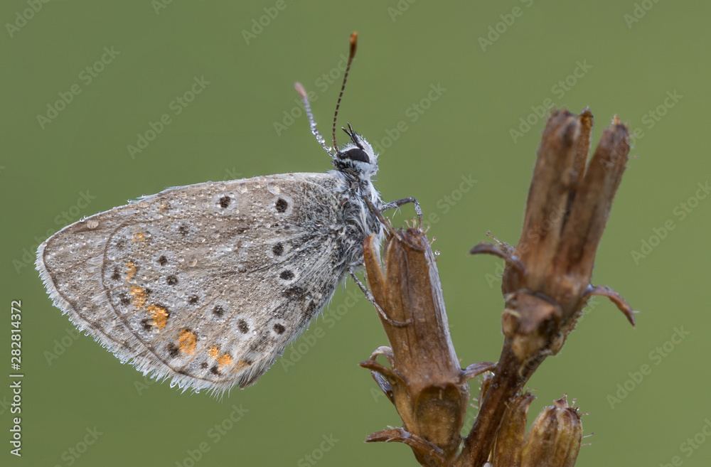 custom made wallpaper toronto digitalThe common blue butterfly after thunderstorm (Polyommatus icarus)
