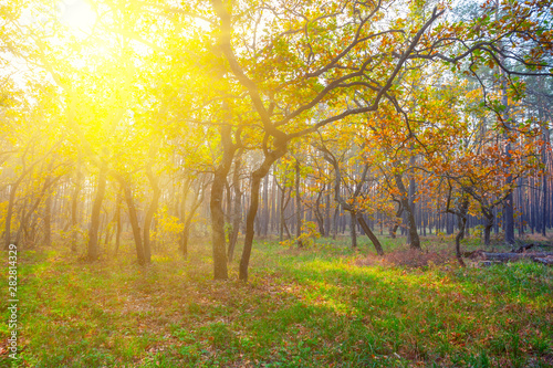 beautiful autumn outdoor scene  red forest in a rays of sun