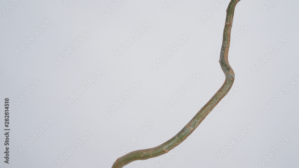 Dry Salix branch or Willow tree on white background. Dry Salix branch or Willow tree on white background.