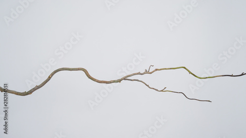 Dry Salix branch or Willow tree on white background.