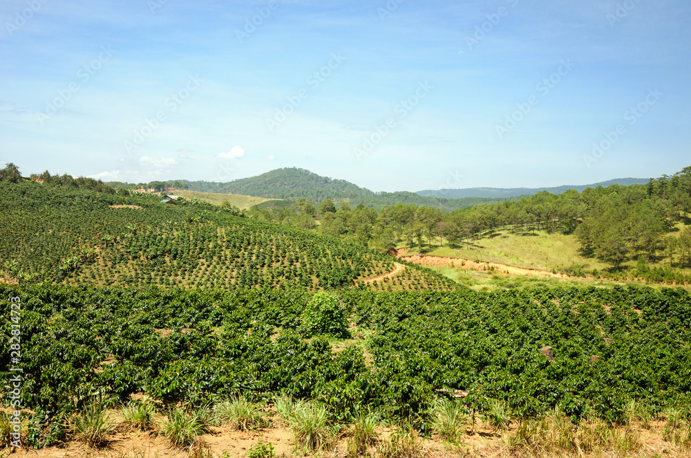 Coffee plantations in the vicinity of Dalat, Lam Dong.