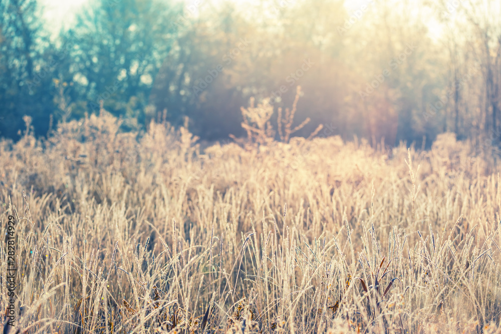 Obraz premium closeup bush in a snow lightened by a sun, early morning winter natural background