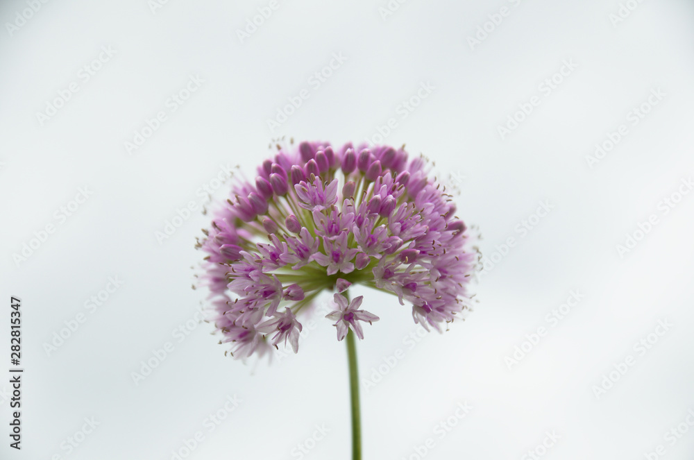 Obraz premium Flowering decorative garlic allium garden plant at sky background