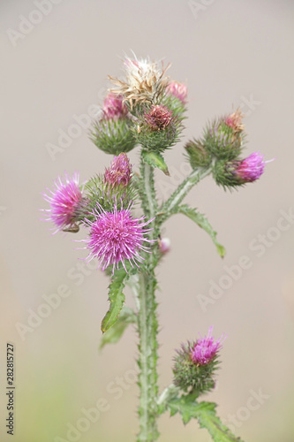 Carduus crispus  the curly plumeless thistle or welted thistle  wild plant from Finland