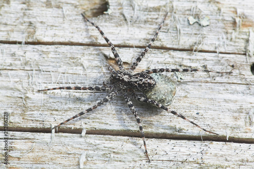 Acantholycosa lignaria, a wolf spider carrying egg sac