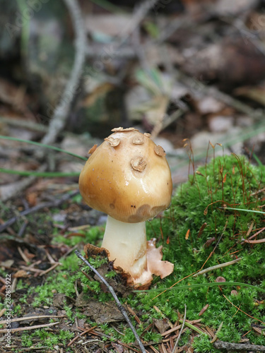 Amanita fulva, commonly called the tawny grisette, wild mushroom from Finland photo