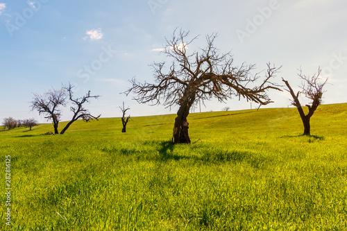 Leafless springtime trees among green grassy meadow in the sunny day
