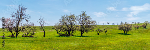 The panoramic view of the group of leafless trees among sunny green field at the springtime