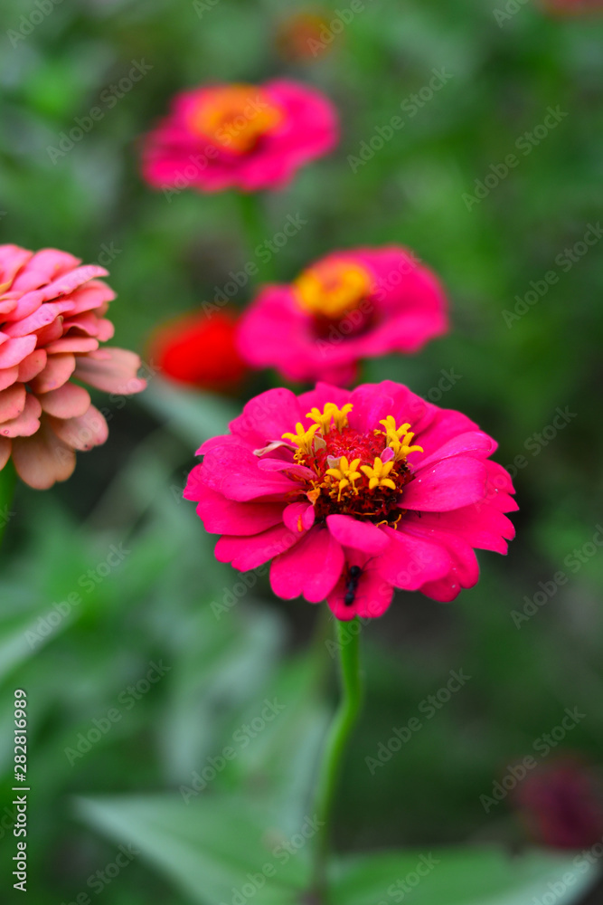 pink flower in the garden