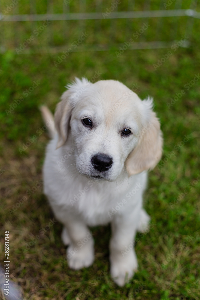Golden retriever puppy sitting portrait. Green grass, summe, sunny. Golden retriever puppy sitting portrait. Green grass, summe, sunny.