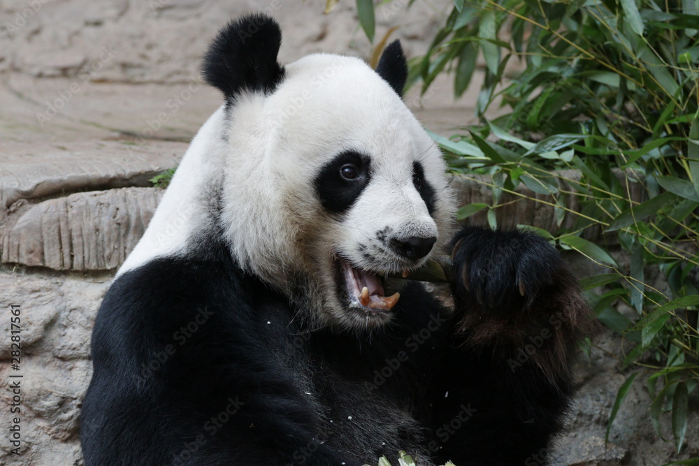 Fototapeta premium Funny Male Giant Panda, Chuang Chuang, Chiangmai Zoo, Thailand