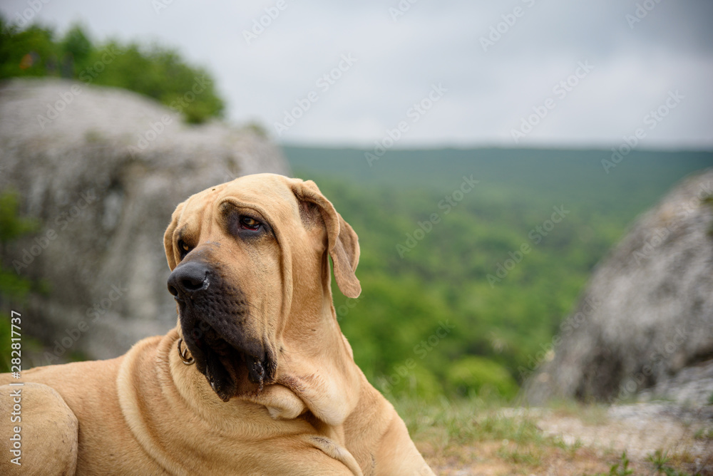 a dog resting on top of a mountain overlooking the valley of green with trees and grass, on an overcast day with clouds in the sky, and mountains with flat peaks of white and gray.