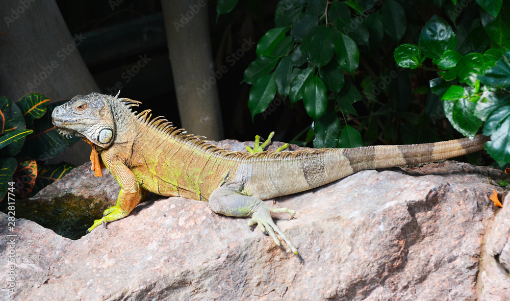 Fototapeta premium A green iguana standing on a rosck
