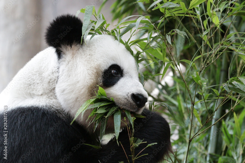 Fototapeta premium Beautiful Female Panda , Lin Hui, Chiangmai Zoo, Thailand
