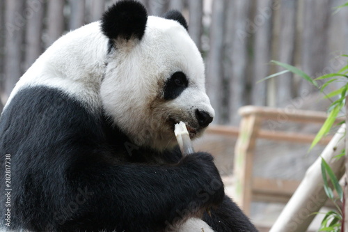 Beautiful Female Panda   Lin Hui  Chiangmai Zoo  Thailand