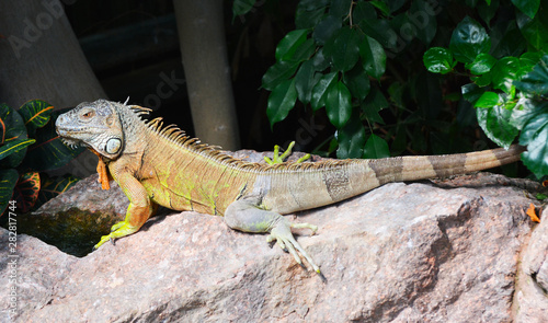 A green iguana standing on a rosck