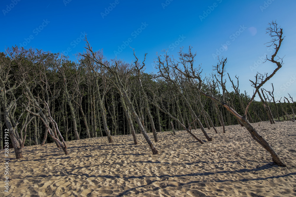 Moving Dunes in Northern Poland. A Desert by the Sea. Incredible Place on Earth. Pictures Taken in Very Hot Day with No Clouds.