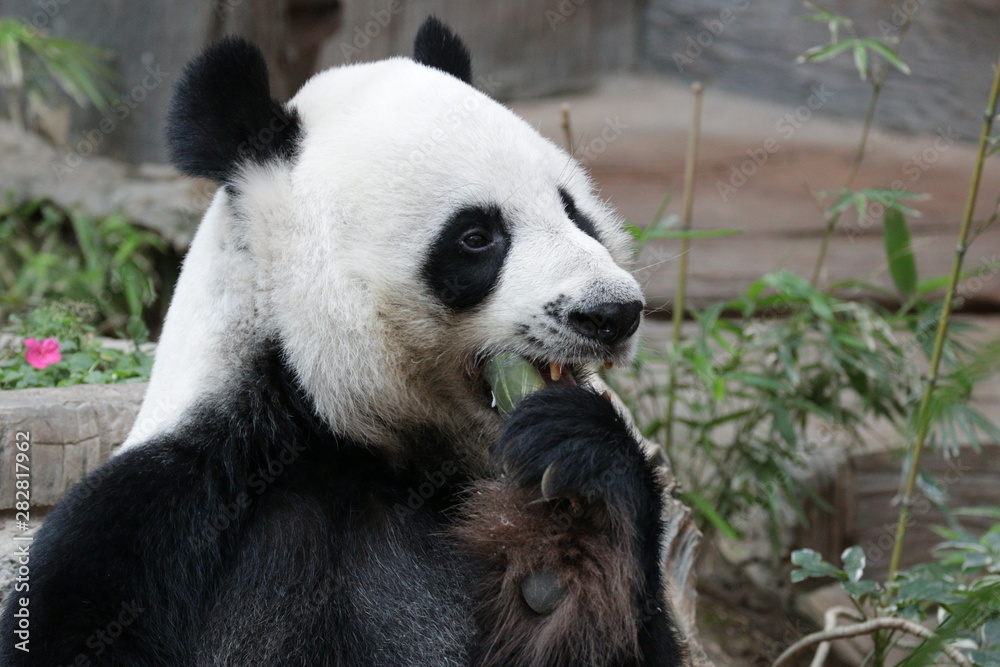 Obraz premium Funny Male Panda in Chiangmai Zoo, Thailand