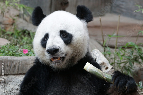 Fototapeta Naklejka Na Ścianę i Meble -  Funny Male Panda in Chiangmai Zoo, Thailand