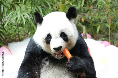 Sweet female Panda , Lin Hui, Chiangmai Zoo, Thailand