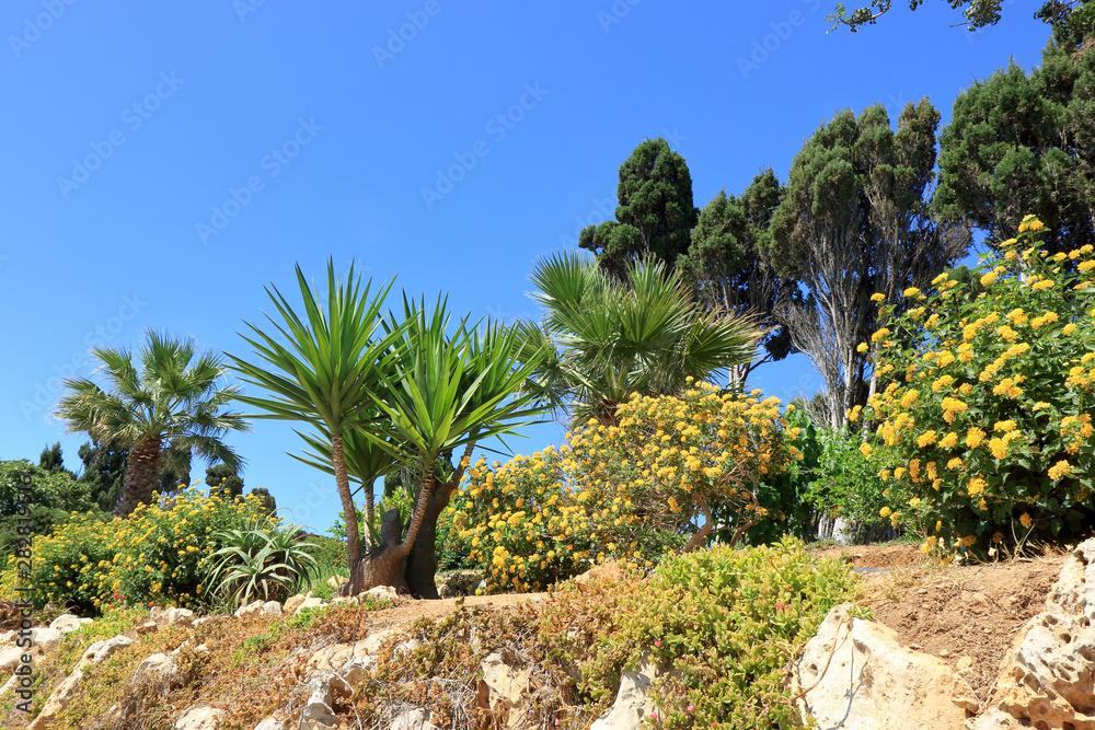 Fototapeta premium Colourfull Garden