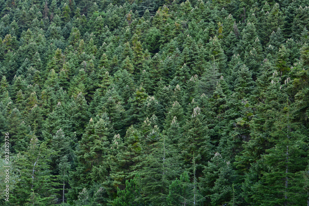 Pine Forest Pine Forest