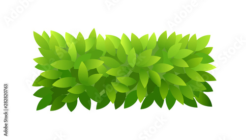 Foliage bush of green leaves. Horizontal rectangular short banner. Green leaves texture. Thick thickets shrubs. For spring and summer design.