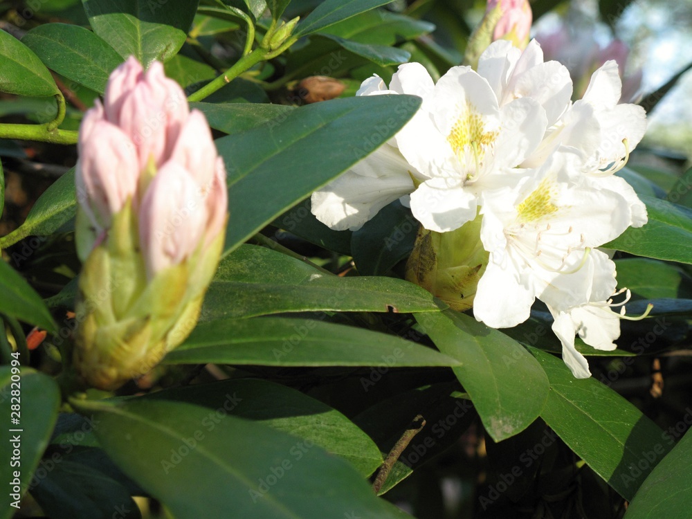 Φωτογραφία Detail of rhododendron flower, Shrub with white flowers, Blooming branch of rhod