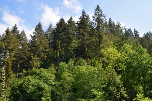 Tree tops in forest landscape nature wilderness outdoors