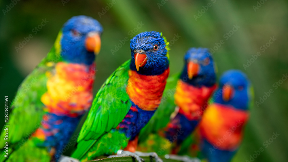 Foto colorfull lori