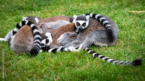 group of ringtailed lemurs sitting on grass © Danny Collewaert