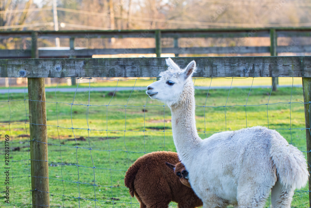 Obraz premium Cute Alpaca on the farm. Beautifull and funny animals from ( Vicugna pacos ) is a species of South American camelid.