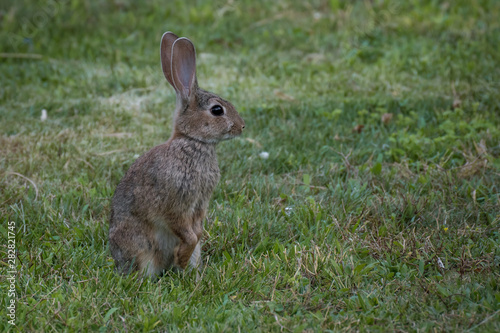 Jóven conejo común sobre la hierba © Azahara