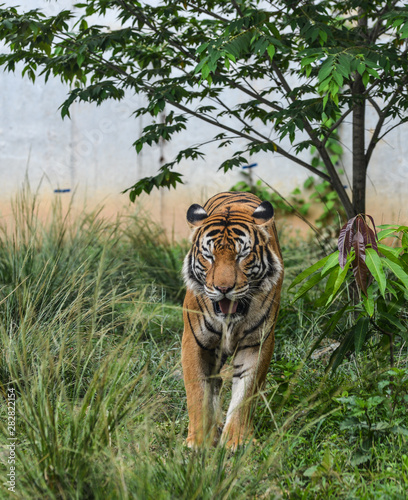 Fototapeta Naklejka Na Ścianę i Meble -  A young Siberian tiger