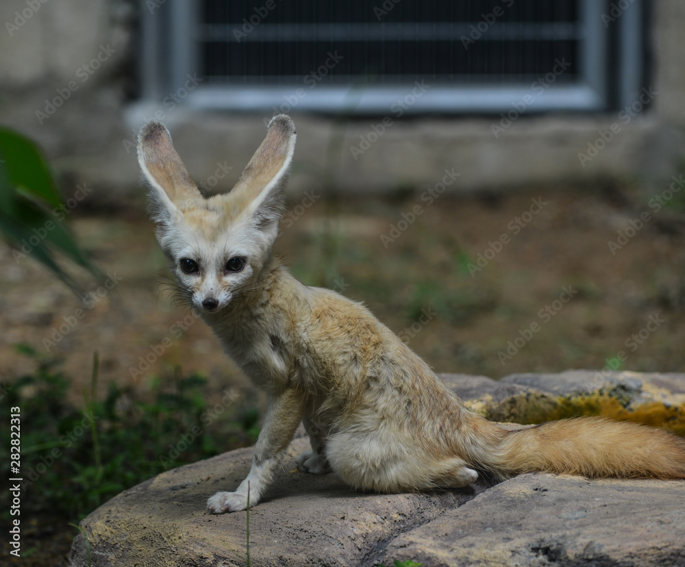 Fototapeta premium Fennec fox (Vulpes zerda) in the zoo