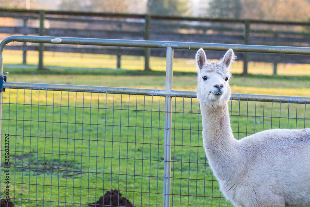 Obraz premium Cute Alpaca on the farm. Beautifull and funny animals from ( Vicugna pacos ) is a species of South American camelid.