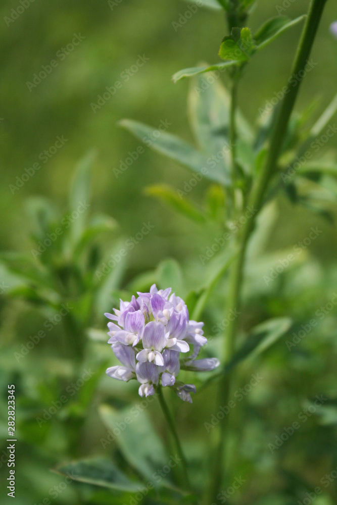 Alfalfa field in bloom on summer. Medicago sativa field Alfalfa field in bloom on summer. Medicago sativa field
