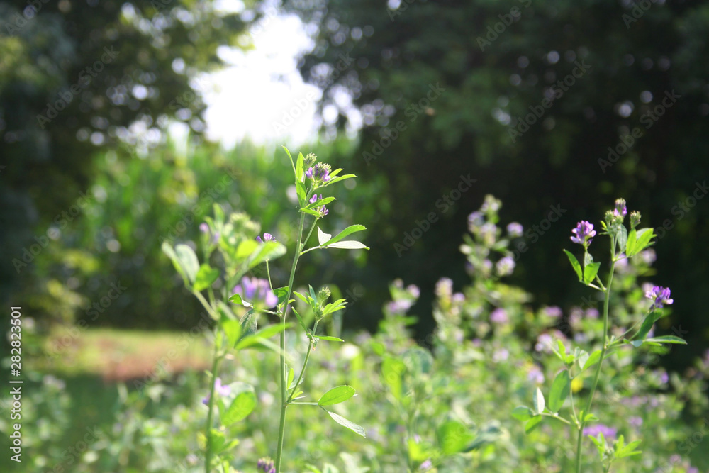 Alfalfa field in bloom on summer. Medicago sativa field Alfalfa field in bloom on summer. Medicago sativa field