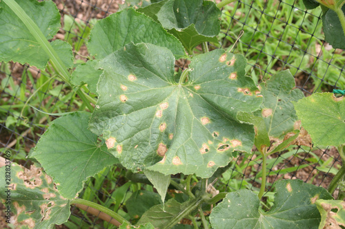 Obraz na płótnie Colletotrichum orbiculare or anthracnose of cucurbits on leaves
