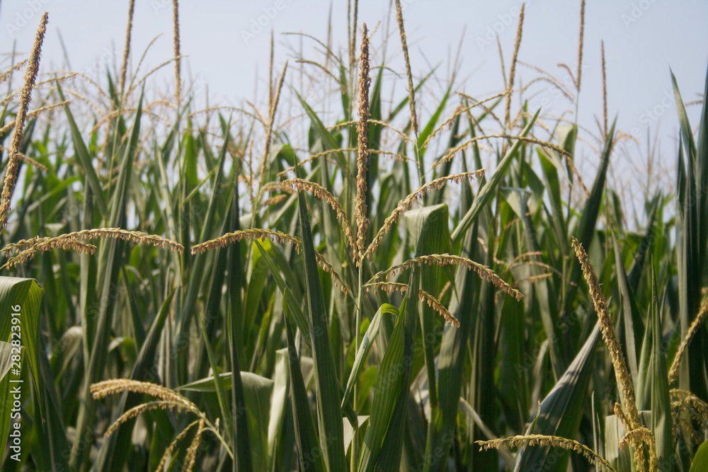 Corn plants in the field with male inflorescence on summer. Agricultural field in northern Italy Corn plants in the field with male inflorescence on summer. Agricultural field in northern Italy
