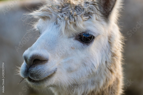 Cute Alpaca on the farm. Beautifull and funny animals from   Vicugna pacos   is a species of South American camelid.