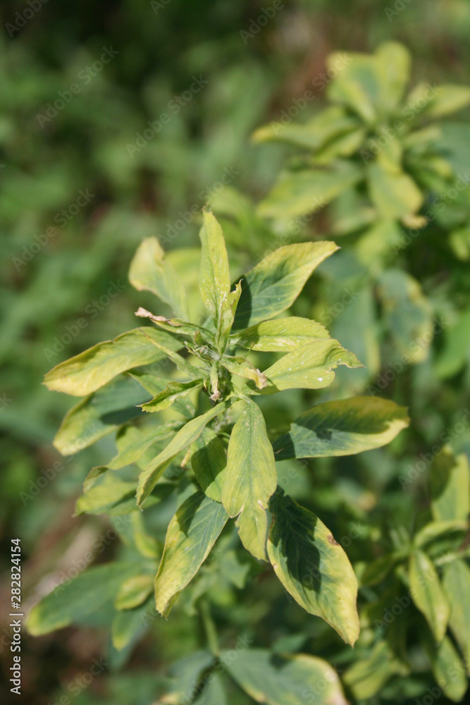 Alfalfa field damaged by drought on summer. Agricultural field in northern Italy Alfalfa field damaged by drought on summer. Agricultural field in northern Italy