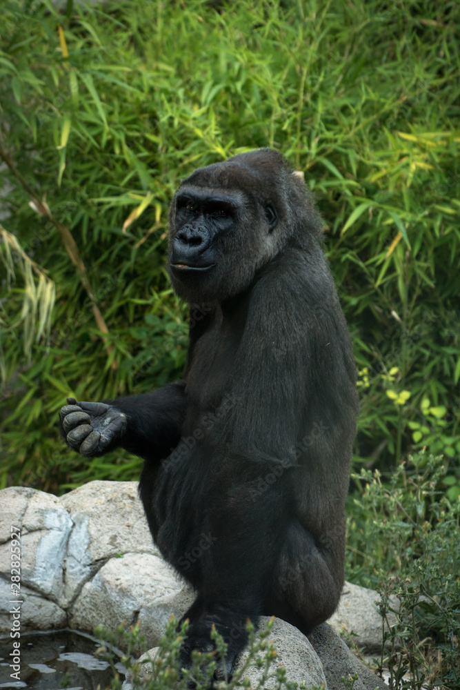 Retrato de la mirada de un gorila macho