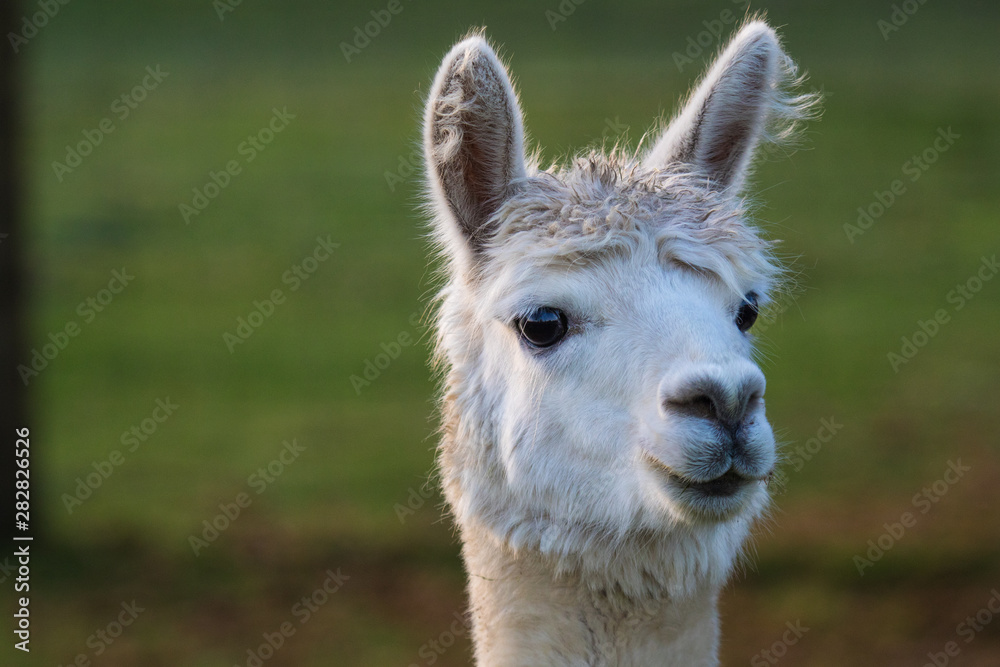 Cute Alpaca on the farm. Beautifull and funny animals from ( Vicugna pacos ) is a species of South American camelid. Cute Alpaca on the farm. Beautifull and funny animals from ( Vicugna pacos ) is a species of South American camelid.