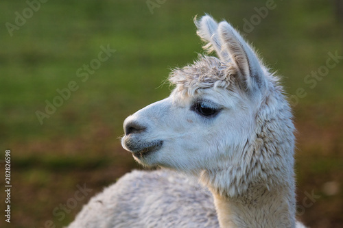 Cute Alpaca on the farm. Beautifull and funny animals from   Vicugna pacos   is a species of South American camelid.