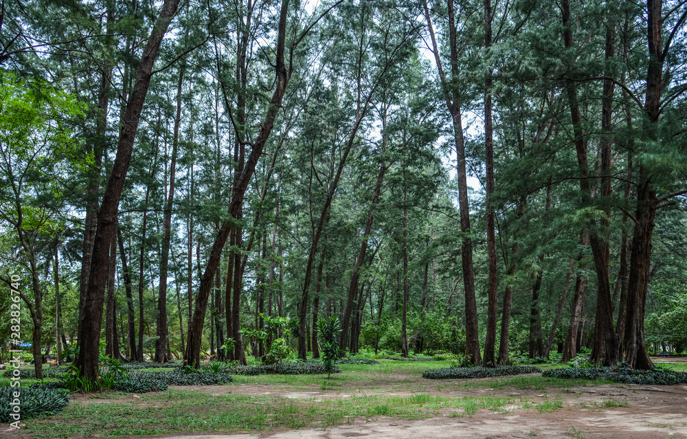 Obraz premium Oak trees (Casuarina equisetifolia)