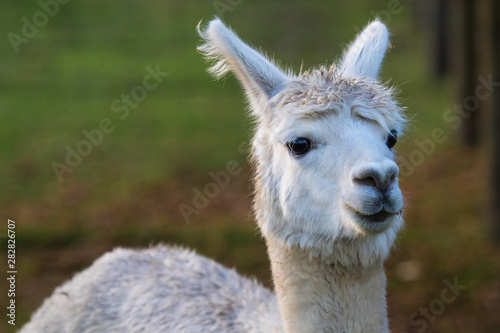 Cute Alpaca on the farm. Beautifull and funny animals from ( Vicugna pacos ) is a species of South American camelid. © Roman